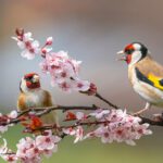 Bring in the Birds: The Best Plants to Attract Native Songbirds