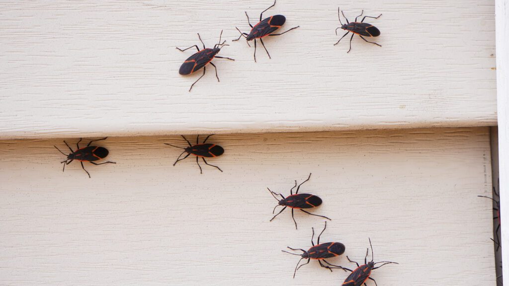 Before Fall Bugs Move In: Why Quarterly Prevention Works Best Before Michigan Temperatures Drop
