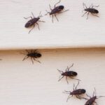 Before Fall Bugs Move In: Why Quarterly Prevention Works Best Before Michigan Temperatures Drop