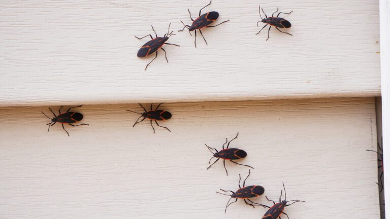 Before Fall Bugs Move In: Why Quarterly Prevention Works Best Before Michigan Temperatures Drop