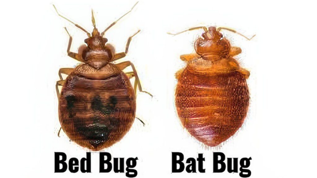 Bat Bugs: The Hidden Problem Homeowners Don’t See Coming