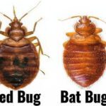 Bat Bugs: The Hidden Problem Homeowners Don’t See Coming