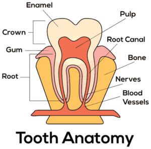 Callahan Dental tooth anatomy