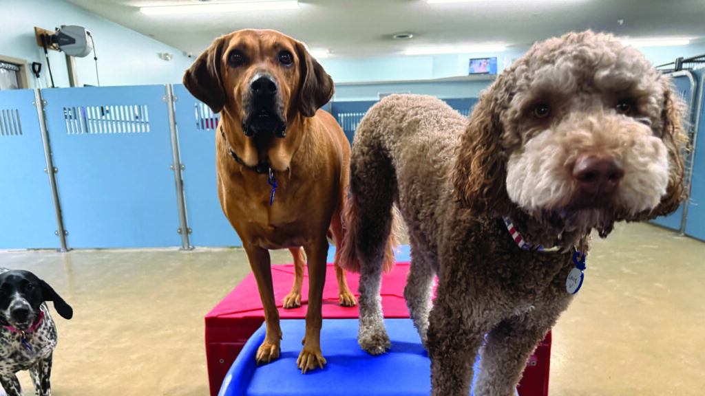 Back-to-School, Back to Routine: Why September Is a Great Time for Dog Daycare and Boarding