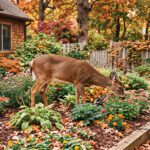 Keeping Deer Under Control This Fall
