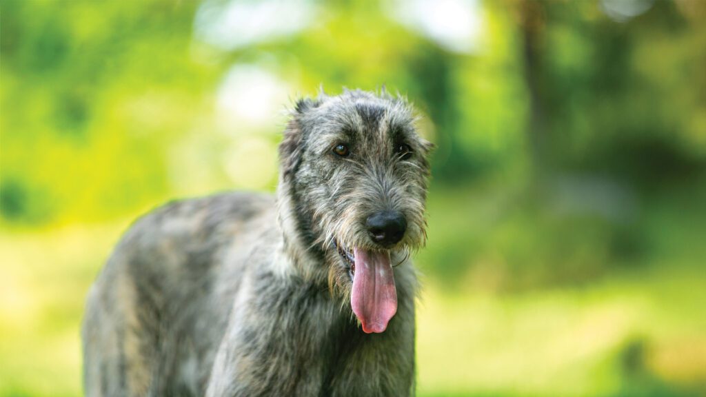 Keeping Your Dog Safe in the Summer Heat