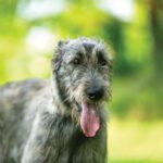 Keeping Your Dog Safe in the Summer Heat