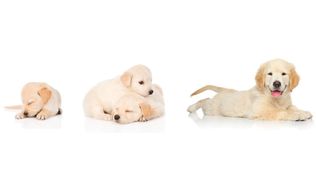 The Phases of Puppyhood: How the First Weeks Shape Your Dog's Temperament