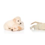 The Phases of Puppyhood: How the First Weeks Shape Your Dog's Temperament