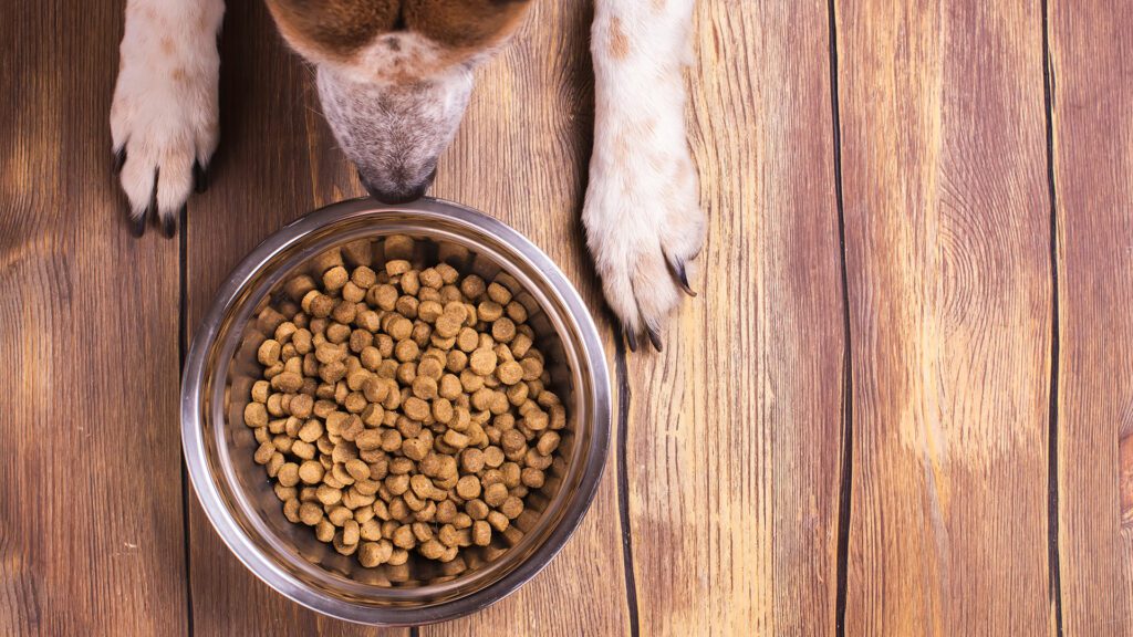 The Quiet Engine of Vitality: Why Gut Health Shapes Your Pet’s Healthspan