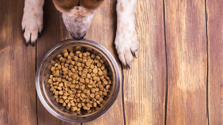 Where’s the Kibble?