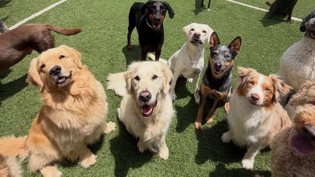 Why Dog Daycare Is Better Than Staying Home Alone.