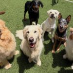 Why Dog Daycare Is Better Than Staying Home Alone.