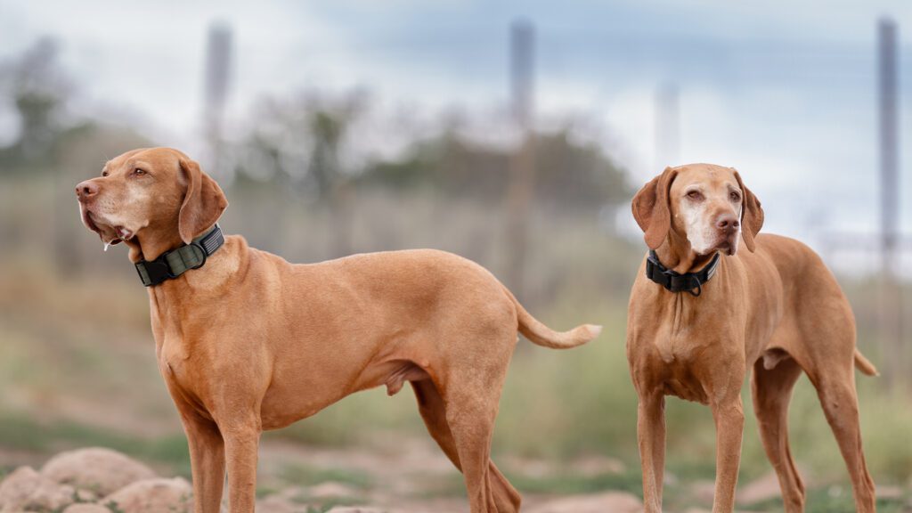 Somebody Needs to Speak for the Dogs