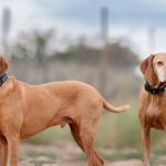 Somebody Needs to Speak for the Dogs