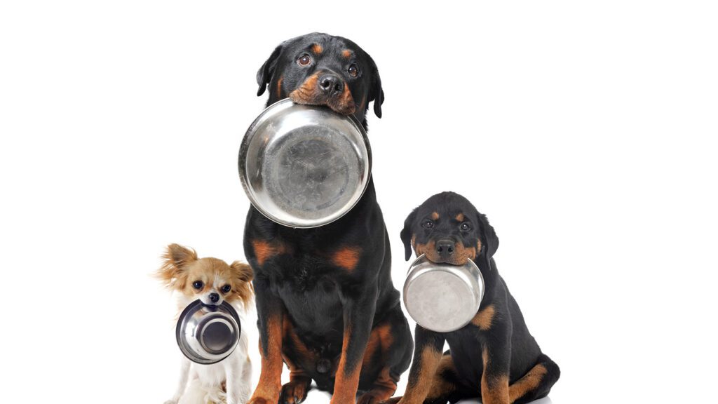 What’s Really in Your Pet’s Food?