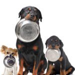 What’s Really in Your Pet’s Food?