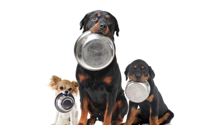 What’s Really in Your Pet’s Food?