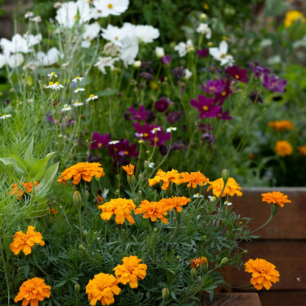 Flowers Bruno Design Associates