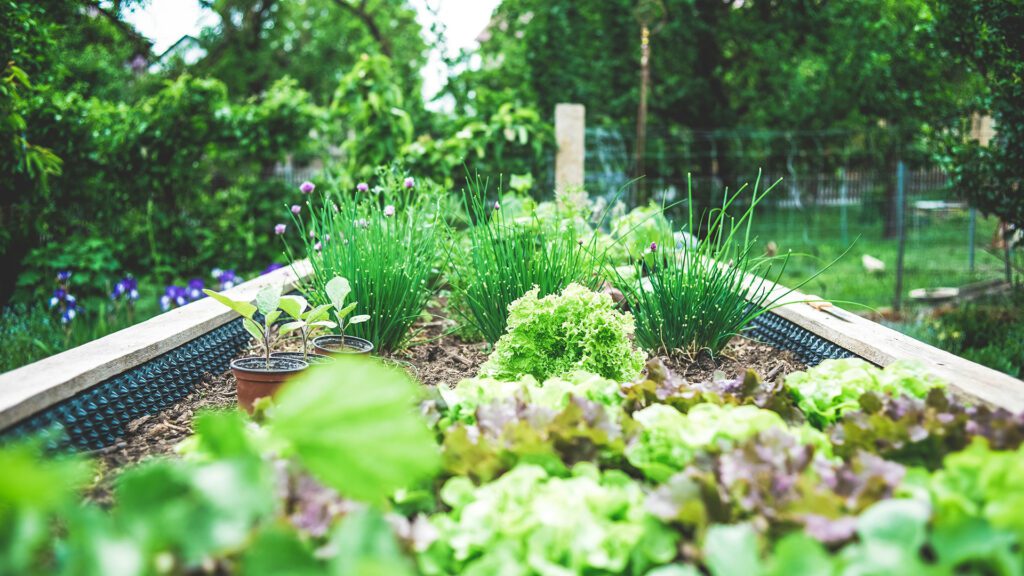 ‘Sense-ational Gardens’ Part 5: Savor Contentment–Growing, Gathering, and Sharing