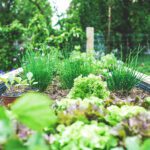 ‘Sense-ational Gardens’ Part 5: Savor Contentment–Growing, Gathering, and Sharing