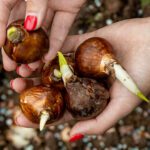 Fall Is the Real Planting Season