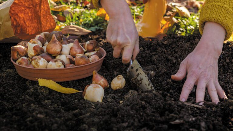 Fall Is the Secret Season for Stronger Lawns and Gardens
