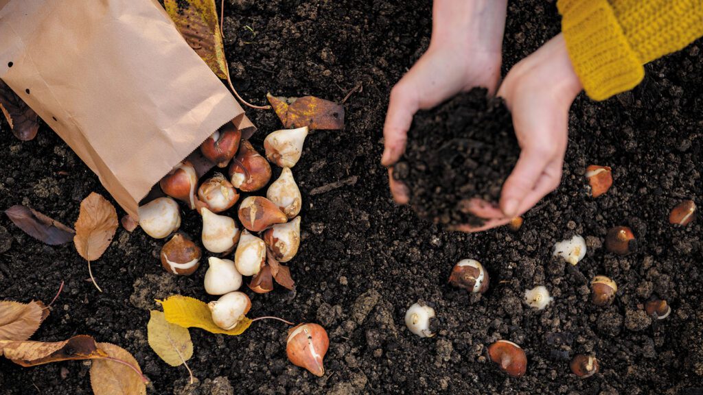 Want a Better Landscape Next Spring? Start Planting This Fall