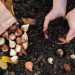 Want a Better Landscape Next Spring? Start Planting This Fall 