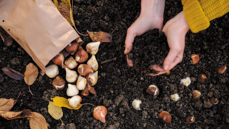 Want a Better Landscape Next Spring? Start Planting This Fall