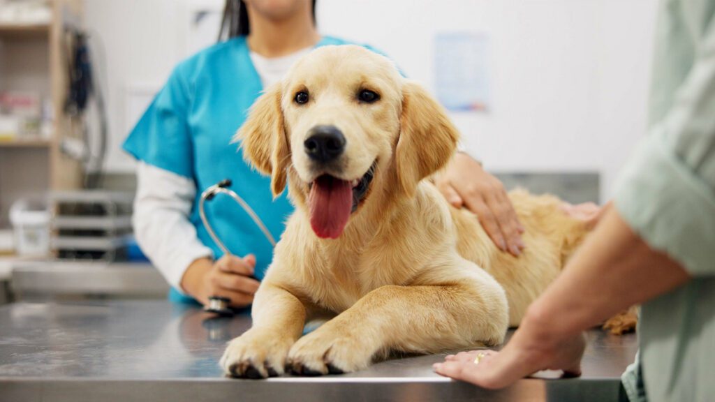 Pets Are Part of the American Family, So Why Isn’t Pet Insurance?