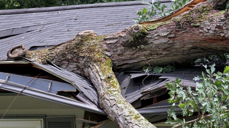 What to Do if You Have Storm Damage