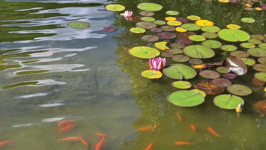 Keep It Flowing: Hot-Weather Maintenance for Your Ponds, Fountains, and Yard