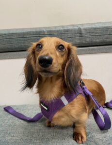 Meraki Hair & Extensions dog