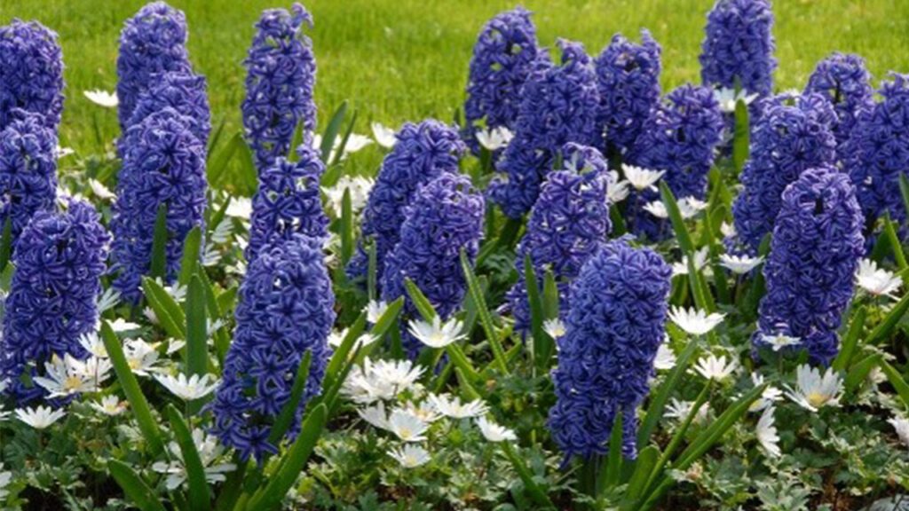 Fall-Planted Bulbs: A Promise of Spring Color