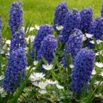 Fall-Planted Bulbs: A Promise of Spring Color