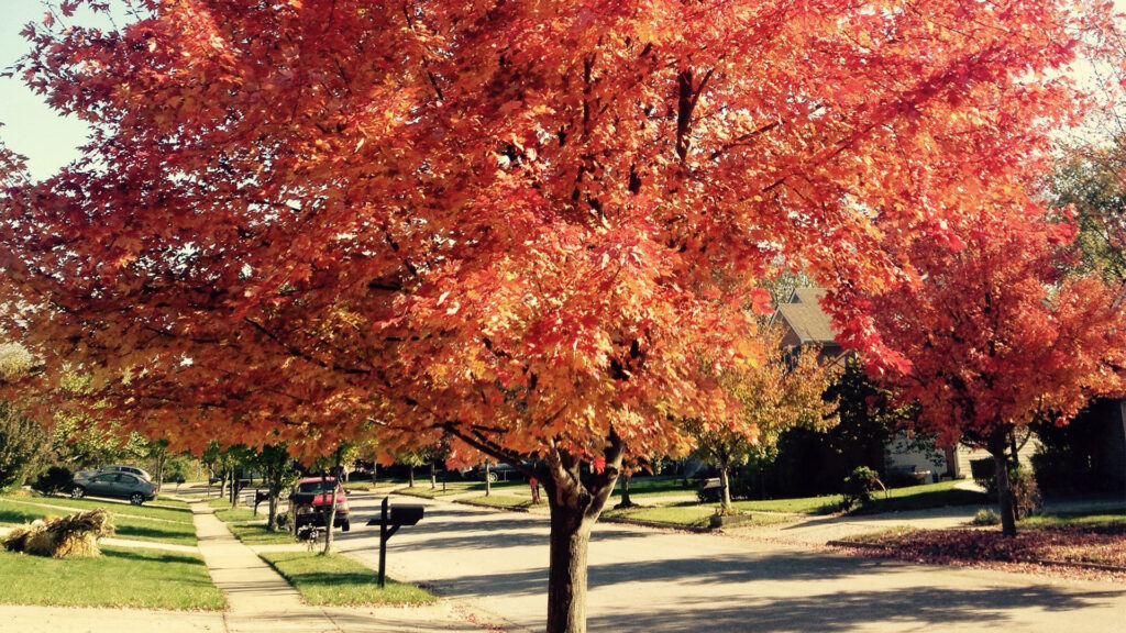 Tips on Finding Your Ideal Tree: There’s One for Your Yard!