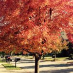 Tips on Finding Your Ideal Tree: There’s One for Your Yard!