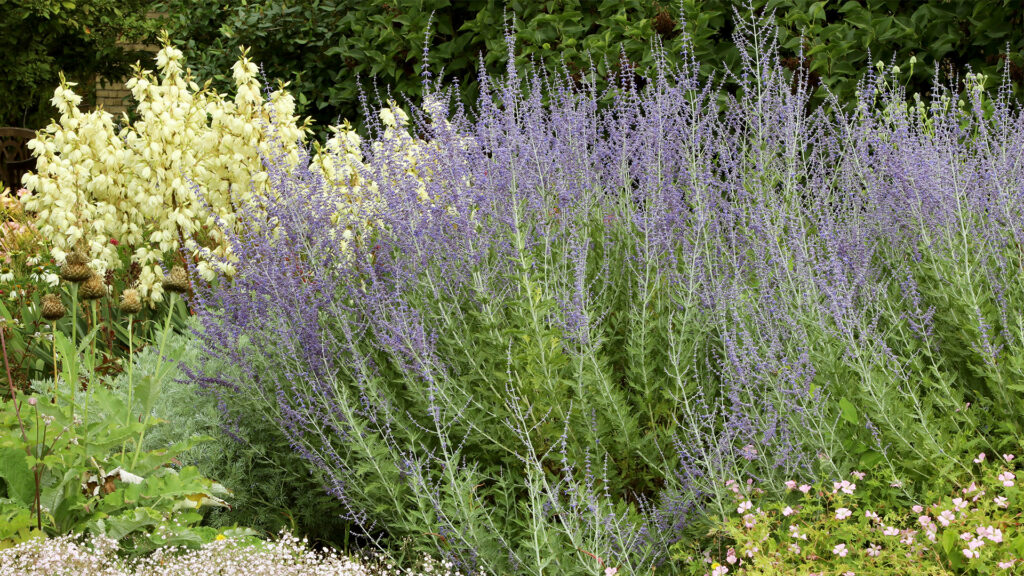 Russian Sage plant
