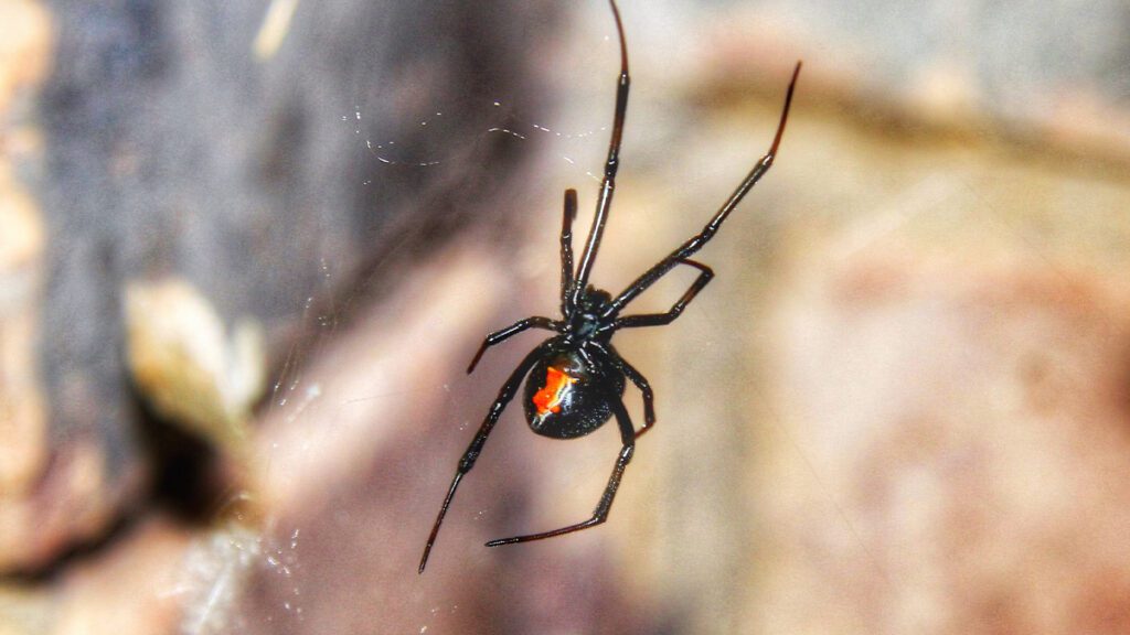 Eight Legs, Neighbors: Navigating Desert Spiders in Our Community