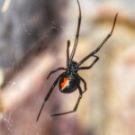 Eight Legs, Neighbors: Navigating Desert Spiders in Our Community