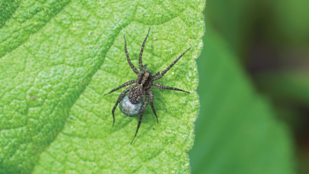 Wolf Spiders: Scary to See, But Should You Be Concerned?