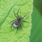 Wolf Spiders: Scary to See, But Should You Be Concerned?