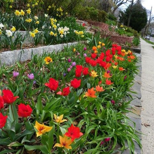 Spring flowers Architerra Inc