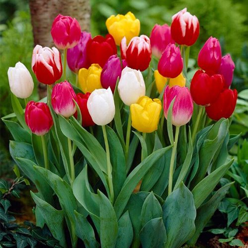 Tulips Architerra Inc