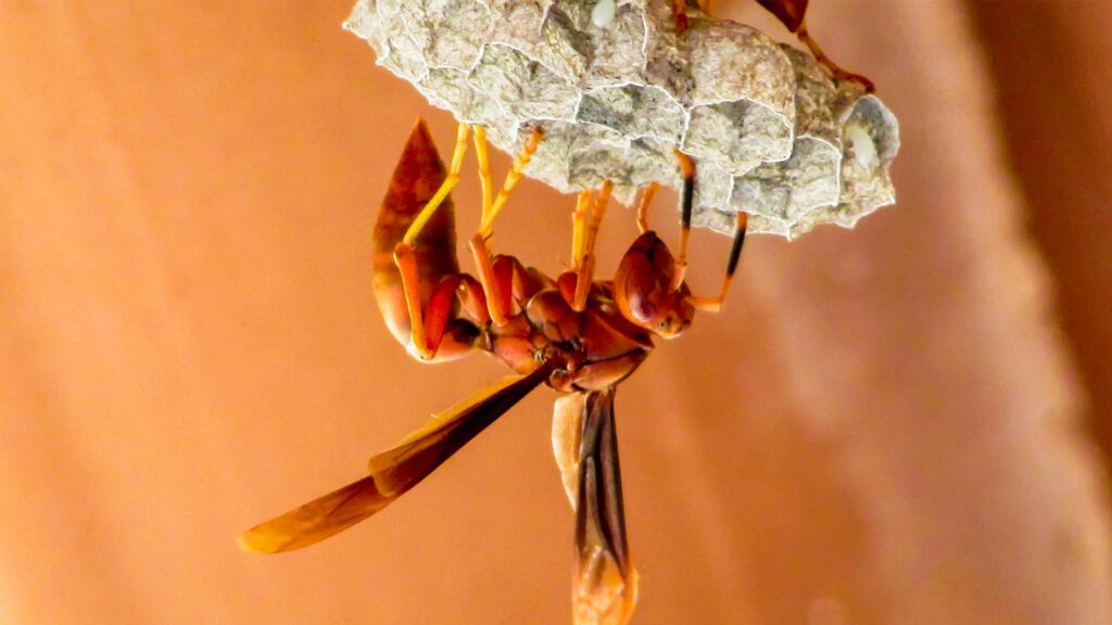 What’s That Buzz? A Guide to Identifying Wasps, Hornets, and Nests
