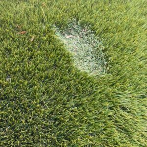 turfmelt-Tint World (Liang)