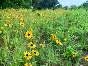 Chief Pontiac Trail Expedition Detroit Kensington metropark wildflowers
