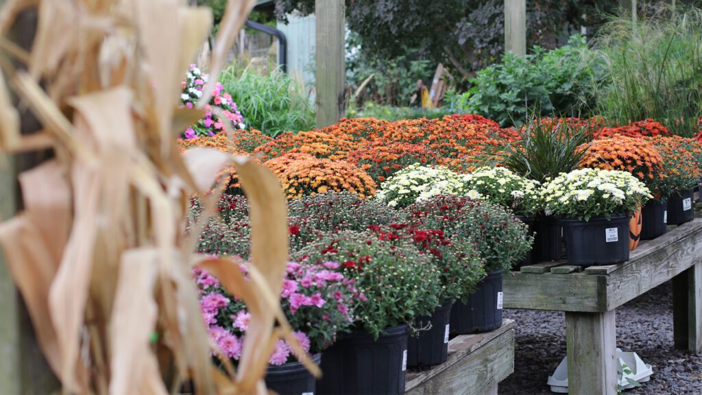 Assortment of mum plants Country Arbors Nursery