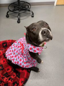 Ark Animal Hospital beef